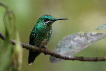 Green-Crowned Brilliant Hummingbird Perching On Branch
