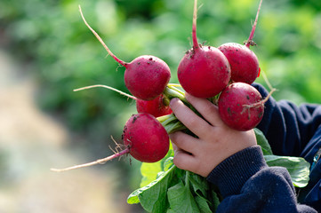 Wall Mural - Children's hands of a boy holding a bunch of red  radish grown in a greenhouse