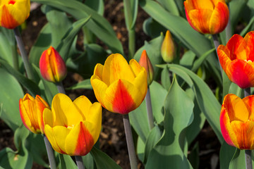 Tulips of the Andre Citroen  species.