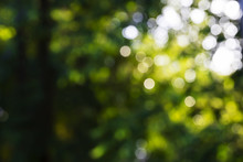Blurred Fresh Sparkling Green Nature Bokeh Abstract Background