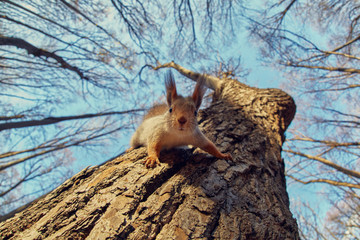 Wall Mural - Portrait of a funny squirrel on a tree