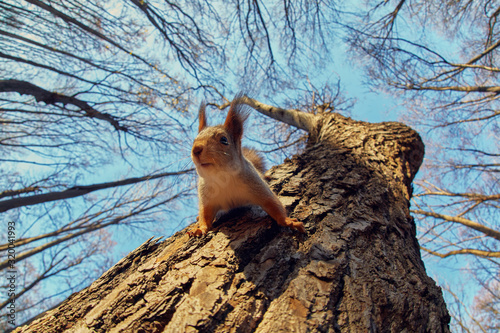 Fotografía Portrait of a funny squirrel on a tree