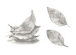 © Olesya Frolova - Bay leaf hand drawn illustration .