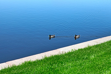 Two Ducks on the Lake