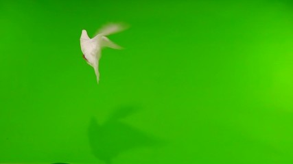 Poster - Flying pigeons in an isolated green screen. slow motion