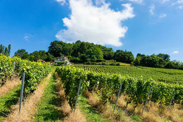 Wall Mural - Chalet and Lavaux Vineyard Terraces hiking trail, Lavaux-Oron district in Switzerland