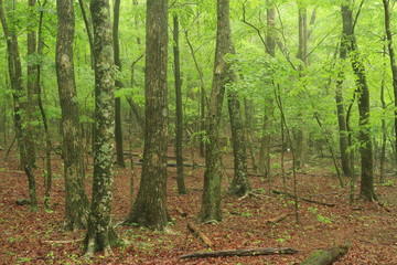 Naklejka na meble 男池の森