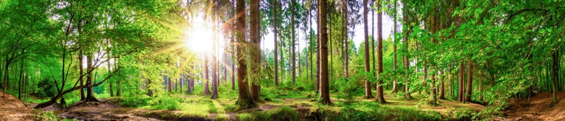 Wall Mural - Beautiful forest panorama with large trees and bright sun