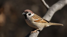Tree Sparrow On Branch, Passer Montanus