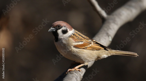 Cuadros en Lienzo Tree sparrow on branch, passer montanus