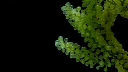 Sea grapes, green caviar isolated on black background