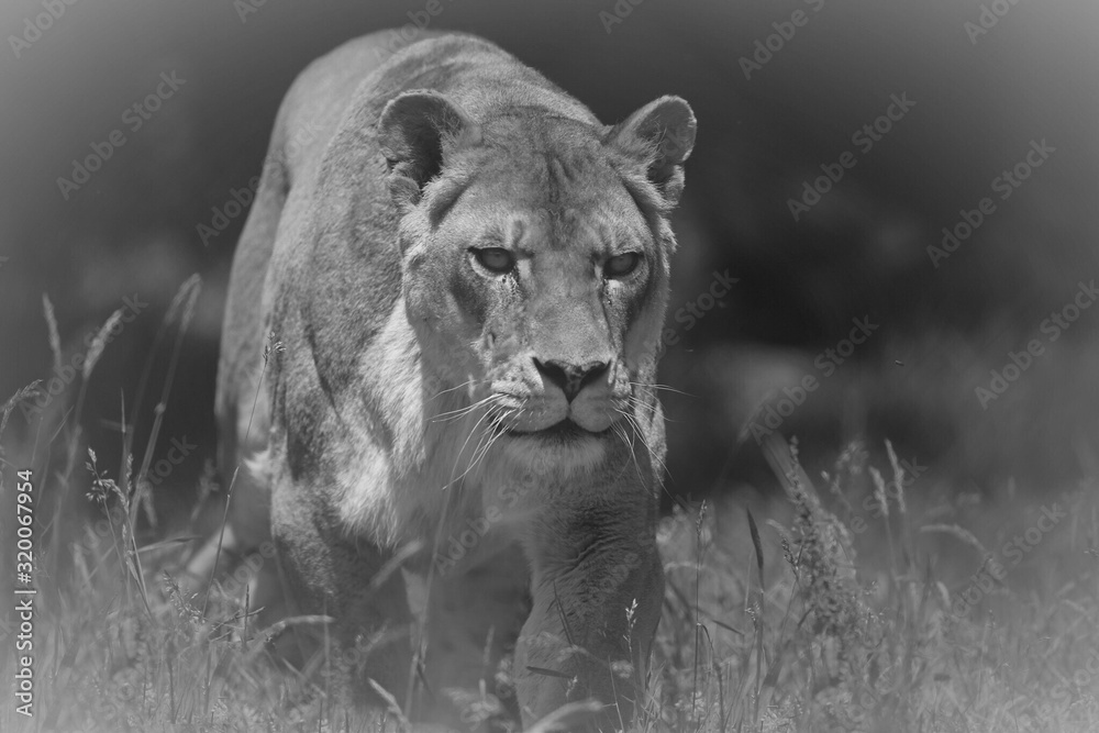 Lioness On Field - obrazy, fototapety, plakaty 
