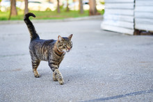 Street Tabby Cat Is Walking On The Street On The Pavement.