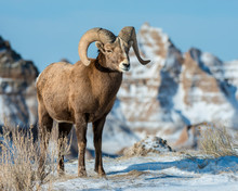 Bighorn Sheep In The Badlands