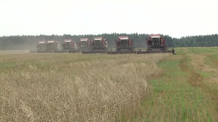 Wall Mural - A group of harvesters on a large farm field harvest summer wheat. Combine harvester. old combine harvester working on wheat field Kombain collects on the wheat crop. Agricultural machinery in field