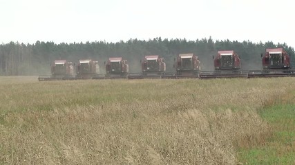 Wall Mural - A group of harvesters on a large farm field harvest summer wheat. Combine harvester. old combine harvester working on wheat field Kombain collects on the wheat crop. Agricultural machinery in field