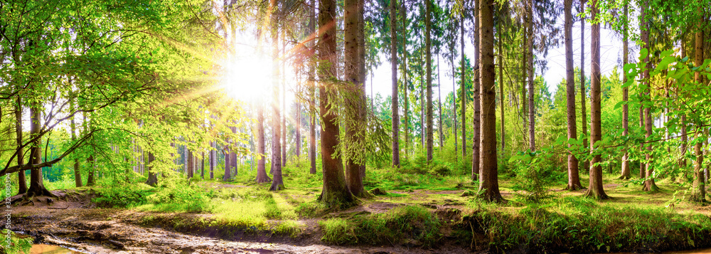 Beautiful forest in spring with bright sun shining through the trees - obrazy, fototapety, plakaty 