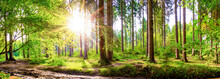 Beautiful Forest In Spring With Bright Sun Shining Through The Trees