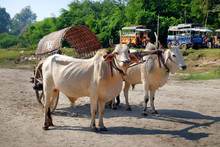 White Oxen Pulling A Wooden Cart Made Of Bamboo, Serving As Taxi, Near Mandalay, Against A Background Of Green Vegetation.