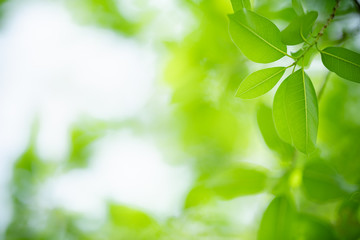 Nature of green leaf in garden at summer. Natural green leaves plants using as spring background cover page greenery environment ecology wallpaper