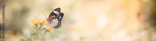 Fotomural Beautiful nature view of butterfly on blurred background in garden with copy space using as background natural animal landscape, fresh cover page, butterflies day concept
