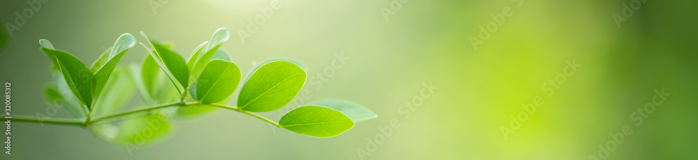 Nature of green leaf in garden using as background natural leaves cover page - obrazy, fototapety, plakaty 