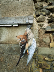 a kestrel killed by poachers.