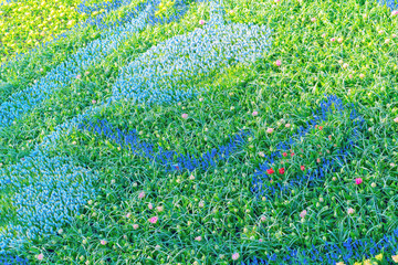 Wall Mural - Muscari and tulips growing in the form of abstract figures.