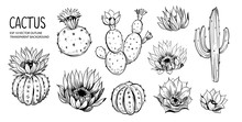 Set Of Cacti With Flowers. Hand Drawn Illustration Converted To Vector