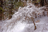 Fototapeta Na ścianę - Snow covered tree - Lone Peak Wilderness, Utah