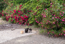 Three Cats Near Flowering Shrubs
