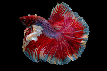 Wall Mural - Red and pink color Siamese fighting betta fish with different movement on black background.