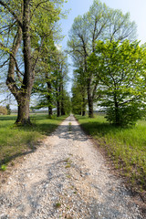 Villa di Maser (Barbaro) - Andrea Palladio architect- The path