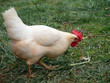 A Leghorn Chicken hen foraging in green and brown grass