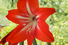 Red Flower Amaryllis (Amaryllidaceae). Close-up