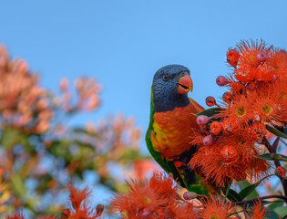 a beautiful rainbow lorikeet in a flowering gum