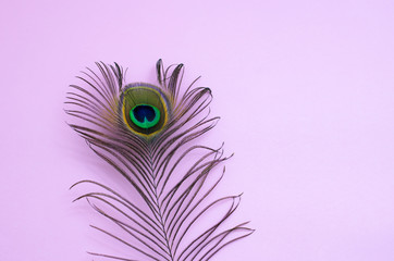 peacock feather on a pale pink background