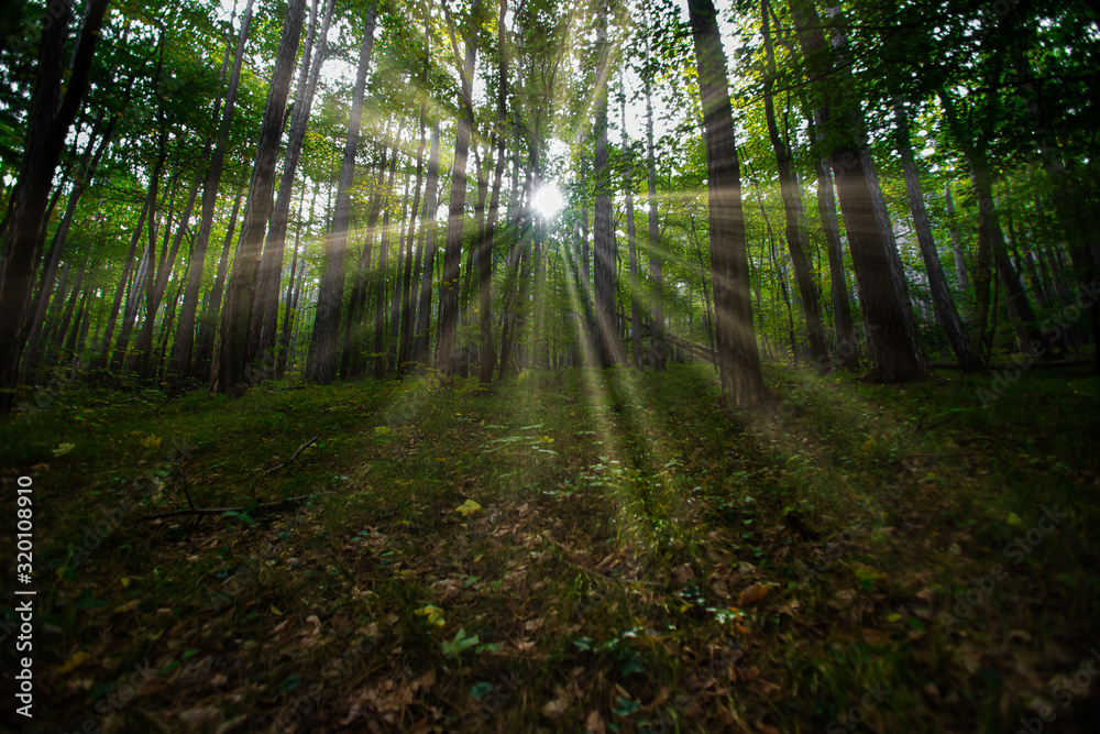 sun casting beautiful rays of light through the branches in the green spring forest. - obrazy, fototapety, plakaty 