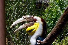 Hornbill In Cage At Zoo