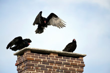 Turkey Vulture In Flight Over A Chimney