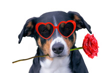 Valentines Dog In Love With Rose In Mouth