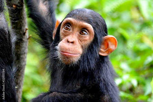 Cuadros en Lienzo High Angle View Of Chimpanzee In Forest