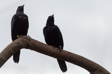 two black birds on a branch