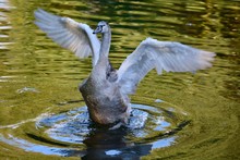 High Angle View Of Swan Flapping Wings In Lake