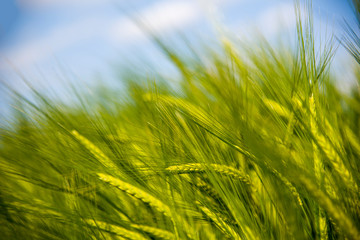 Green Spring Grains, Close Up Of Green Wheat