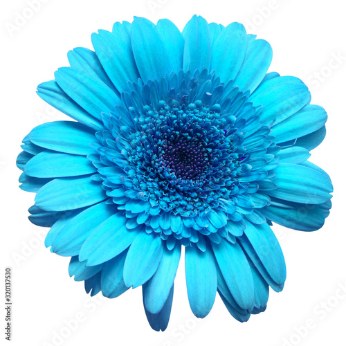Flower blue gerbera isolated on white background. Flat lay, top view © Flower Studio