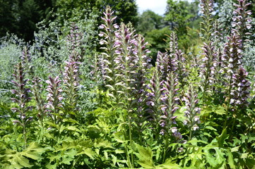 Wall Mural - Closeup acanthus mollis known as bear breeche with blurred background in summer garden