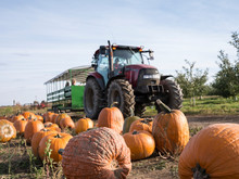 Close-Up Of Pumpkins With Tractors In Background