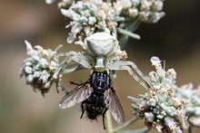 Fly Became The Prey Of The White Spider (misumena Vatia)