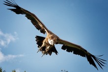 Low Angle View Of Vulture Flying Against Clear Sky